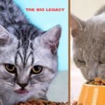 : The Complete Guide for Healthy, Happy Cats Maintaining a healthy weight is just as important for cats as it is for humans. Obesity in cats is becoming more common, and it can lead to serious health problems like diabetes, arthritis, and a shorter lifespan. Thankfully, weight management cat food has been specifically designed to help cats lose excess weight or maintain an ideal body condition without sacrificing nutrition. In this article, we will explore why weight management cat food is important, what to look for in a formula, and how to transition your cat safely. Why Weight Management Cat Food Matters Cats are natural hunters, built for short bursts of activity and a high-protein diet. However, most modern house cats live indoors and lead much more sedentary lives. Combine that with free-feeding habits or calorie-dense treats, and it’s easy for a cat to gain weight. Excess weight doesn’t just affect appearance – it impacts your cat’s overall health. Overweight cats are at risk for: Diabetes mellitus – A condition where the body struggles to regulate blood sugar. Arthritis and joint pain – Extra weight puts pressure on the joints. Heart and respiratory issues – Fat can make it harder for your cat to breathe. Shortened lifespan – Studies show that cats kept at a healthy weight live longer. Weight management cat food is formulated with fewer calories per serving, higher protein levels, and specific fiber blends to keep cats feeling full while still getting essential nutrients. How Weight Management Cat Food Works Weight management cat food is different from standard formulas. Here’s how it supports healthy weight: Lower Calorie Density The food contains fewer calories per cup, so even if your cat eats the same volume of food, they consume fewer calories. High Protein, Moderate Fat Cats are obligate carnivores, meaning they need a high-protein diet. Weight management cat food keeps protein high to preserve lean muscle mass while slightly reducing fat content. Added Fiber Fiber plays a crucial role in weight management. It slows digestion, promotes satiety, and helps regulate blood sugar levels. L-Carnitine for Fat Metabolism Many weight-control formulas include L-carnitine, an amino acid derivative that helps convert fat into energy. Controlled Portions Some weight management foods are designed for meal feeding rather than free-feeding, making it easier for pet parents to measure the right amount. Choosing the Best Weight Management Cat Food Not all weight management cat foods are created equal. Here are some things to look for when selecting a formula: 1. Quality Protein Source Look for foods that list a real meat (like chicken, turkey, or salmon) as the first ingredient. Protein helps maintain lean body mass while promoting fat loss. 2. Balanced Nutrition The food should provide complete and balanced nutrition according to AAFCO (Association of American Feed Control Officials) standards. 3. Calorie Count per Cup Check the label for calorie density. Weight management foods typically range from 250–350 kcal per cup. 4. Dry vs. Wet Food Wet cat food can be helpful for weight loss because it has higher moisture content and fewer calories per serving. Some cats prefer wet food, and it can be easier to control portion sizes. 5. No Excess Fillers Avoid foods with too many carbohydrates or low-quality fillers like corn gluten meal. While some carbs are fine, cats thrive on animal-based protein. Top Tips for Switching to Weight Management Cat Food Transitioning your cat to a new food should be done gradually to avoid digestive upset. Here’s a safe approach: Step 1: Mix Old and New Food – Start with 75% old food and 25% new food for the first 3–4 days. Step 2: Increase the New Food – Slowly shift to a 50/50 mix for the next few days. Step 3: Full Transition – After about 7–10 days, feed only the new weight management formula. Remember to always measure portions carefully and avoid free-feeding. The Role of Exercise in Weight Management While weight management cat food is a critical part of keeping your cat fit, exercise is equally important. Try these tips to keep your cat active: Interactive Play – Use feather wands, laser pointers, and balls to encourage movement. Puzzle Feeders – Make mealtime more engaging by using puzzle toys that require effort to access food. Vertical Space – Cat trees and climbing shelves promote natural climbing and jumping behaviors. Even 15–20 minutes of play per day can make a huge difference in your cat’s metabolism. Monitoring Progress Track your cat’s weight every two to four weeks to ensure the diet is working. You should be able to feel your cat’s ribs without pressing too hard and see a slight waistline when viewed from above. Weight loss should be gradual — no more than 1–2% of body weight per week — to avoid liver issues such as hepatic lipidosis. If you’re unsure whether your cat is losing weight safely, consult your veterinarian. They can help you adjust portion sizes or recommend a prescription weight-loss diet if needed. Common Mistakes to Avoid Even with weight management cat food, there are a few pitfalls to watch out for: Overfeeding Treats – Treats should make up less than 10% of daily calorie intake. Free-Feeding – Leaving food out all day makes it hard to control calories. Switching Too Quickly – Rapid diet changes can upset your cat’s stomach. Ignoring Hydration – Cats on dry food should have access to plenty of fresh water. Final Thoughts Weight management cat food is one of the best tools to help your feline friend maintain a healthy weight. By choosing a high-quality formula, measuring portions carefully, and encouraging regular exercise, you can help your cat achieve their ideal body condition and live a longer, happier life. Remember, weight loss in cats should be gradual and carefully monitored. Always involve your veterinarian in the process, especially if your cat needs to lose a significant amount of weight or has underlying health conditions. Weight Management Cat Food