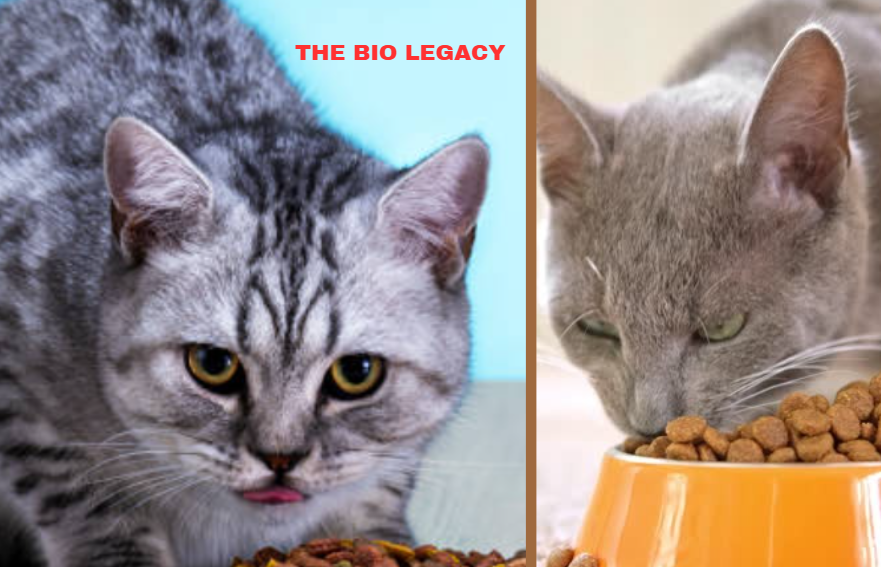 : The Complete Guide for Healthy, Happy Cats Maintaining a healthy weight is just as important for cats as it is for humans. Obesity in cats is becoming more common, and it can lead to serious health problems like diabetes, arthritis, and a shorter lifespan. Thankfully, weight management cat food has been specifically designed to help cats lose excess weight or maintain an ideal body condition without sacrificing nutrition. In this article, we will explore why weight management cat food is important, what to look for in a formula, and how to transition your cat safely. Why Weight Management Cat Food Matters Cats are natural hunters, built for short bursts of activity and a high-protein diet. However, most modern house cats live indoors and lead much more sedentary lives. Combine that with free-feeding habits or calorie-dense treats, and it’s easy for a cat to gain weight. Excess weight doesn’t just affect appearance – it impacts your cat’s overall health. Overweight cats are at risk for: Diabetes mellitus – A condition where the body struggles to regulate blood sugar. Arthritis and joint pain – Extra weight puts pressure on the joints. Heart and respiratory issues – Fat can make it harder for your cat to breathe. Shortened lifespan – Studies show that cats kept at a healthy weight live longer. Weight management cat food is formulated with fewer calories per serving, higher protein levels, and specific fiber blends to keep cats feeling full while still getting essential nutrients. How Weight Management Cat Food Works Weight management cat food is different from standard formulas. Here’s how it supports healthy weight: Lower Calorie Density The food contains fewer calories per cup, so even if your cat eats the same volume of food, they consume fewer calories. High Protein, Moderate Fat Cats are obligate carnivores, meaning they need a high-protein diet. Weight management cat food keeps protein high to preserve lean muscle mass while slightly reducing fat content. Added Fiber Fiber plays a crucial role in weight management. It slows digestion, promotes satiety, and helps regulate blood sugar levels. L-Carnitine for Fat Metabolism Many weight-control formulas include L-carnitine, an amino acid derivative that helps convert fat into energy. Controlled Portions Some weight management foods are designed for meal feeding rather than free-feeding, making it easier for pet parents to measure the right amount. Choosing the Best Weight Management Cat Food Not all weight management cat foods are created equal. Here are some things to look for when selecting a formula: 1. Quality Protein Source Look for foods that list a real meat (like chicken, turkey, or salmon) as the first ingredient. Protein helps maintain lean body mass while promoting fat loss. 2. Balanced Nutrition The food should provide complete and balanced nutrition according to AAFCO (Association of American Feed Control Officials) standards. 3. Calorie Count per Cup Check the label for calorie density. Weight management foods typically range from 250–350 kcal per cup. 4. Dry vs. Wet Food Wet cat food can be helpful for weight loss because it has higher moisture content and fewer calories per serving. Some cats prefer wet food, and it can be easier to control portion sizes. 5. No Excess Fillers Avoid foods with too many carbohydrates or low-quality fillers like corn gluten meal. While some carbs are fine, cats thrive on animal-based protein. Top Tips for Switching to Weight Management Cat Food Transitioning your cat to a new food should be done gradually to avoid digestive upset. Here’s a safe approach: Step 1: Mix Old and New Food – Start with 75% old food and 25% new food for the first 3–4 days. Step 2: Increase the New Food – Slowly shift to a 50/50 mix for the next few days. Step 3: Full Transition – After about 7–10 days, feed only the new weight management formula. Remember to always measure portions carefully and avoid free-feeding. The Role of Exercise in Weight Management While weight management cat food is a critical part of keeping your cat fit, exercise is equally important. Try these tips to keep your cat active: Interactive Play – Use feather wands, laser pointers, and balls to encourage movement. Puzzle Feeders – Make mealtime more engaging by using puzzle toys that require effort to access food. Vertical Space – Cat trees and climbing shelves promote natural climbing and jumping behaviors. Even 15–20 minutes of play per day can make a huge difference in your cat’s metabolism. Monitoring Progress Track your cat’s weight every two to four weeks to ensure the diet is working. You should be able to feel your cat’s ribs without pressing too hard and see a slight waistline when viewed from above. Weight loss should be gradual — no more than 1–2% of body weight per week — to avoid liver issues such as hepatic lipidosis. If you’re unsure whether your cat is losing weight safely, consult your veterinarian. They can help you adjust portion sizes or recommend a prescription weight-loss diet if needed. Common Mistakes to Avoid Even with weight management cat food, there are a few pitfalls to watch out for: Overfeeding Treats – Treats should make up less than 10% of daily calorie intake. Free-Feeding – Leaving food out all day makes it hard to control calories. Switching Too Quickly – Rapid diet changes can upset your cat’s stomach. Ignoring Hydration – Cats on dry food should have access to plenty of fresh water. Final Thoughts Weight management cat food is one of the best tools to help your feline friend maintain a healthy weight. By choosing a high-quality formula, measuring portions carefully, and encouraging regular exercise, you can help your cat achieve their ideal body condition and live a longer, happier life. Remember, weight loss in cats should be gradual and carefully monitored. Always involve your veterinarian in the process, especially if your cat needs to lose a significant amount of weight or has underlying health conditions. Weight Management Cat Food